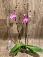 Double Spikes Phalaenopsis Jiubao Pink Lady (4.5" pot) - Image 8
