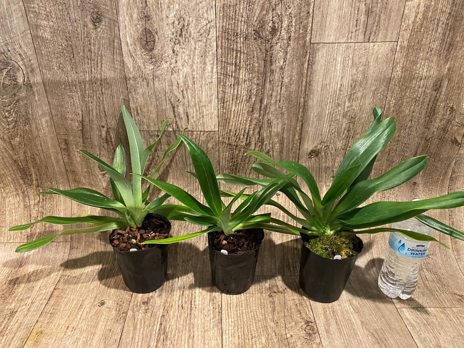 il_fullxfull.7300109950_a47h.jpg Paph. Mount Toro alba (Makuli × sukhakulii) 'Green' 2 Growths (4” Pot) - Image 3