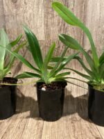 Paph. Mount Toro alba (Makuli × sukhakulii) 'Green' 2 Growths (4” Pot) - Image 5