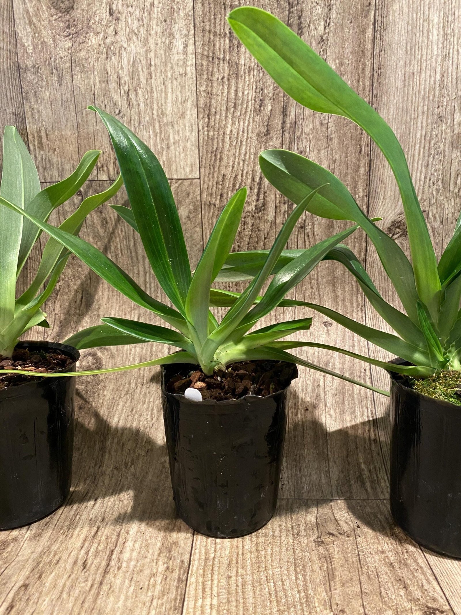il_fullxfull.7300110032_cr04.jpg Paph. Mount Toro alba (Makuli × sukhakulii) 'Green' 2 Growths (4” Pot) - Image 5