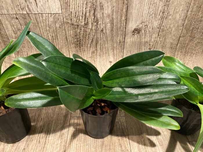 Paph. Mount Toro alba (Makuli × sukhakulii) 'Green' 4 Growths (4” Pot) - Image 4