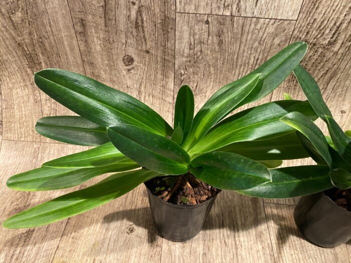 Paph. Mount Toro alba (Makuli × sukhakulii) 'Green' 4 Growths (4” Pot) - Image 5