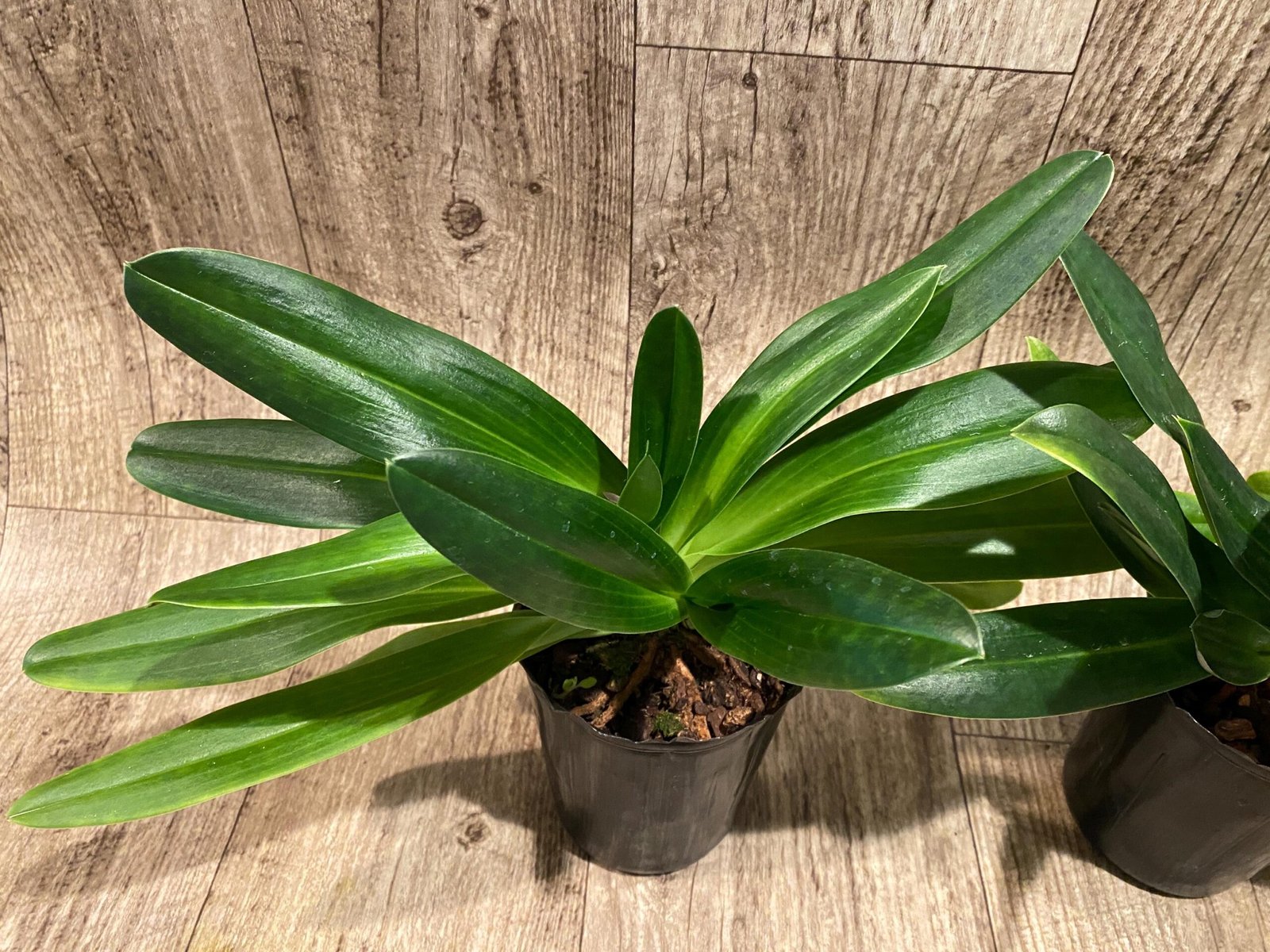 il_fullxfull.7300133018_6agg.jpg Paph. Mount Toro alba (Makuli × sukhakulii) 'Green' 4 Growths (4” Pot) - Image 5