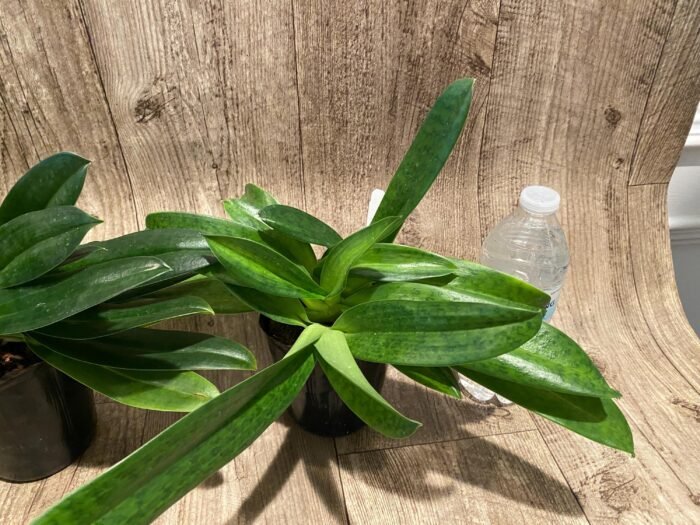 Paph. Mount Toro alba (Makuli × sukhakulii) 'Green' 4 Growths (4” Pot) - Image 6