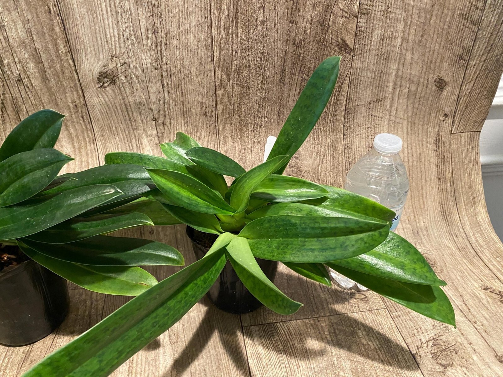 il_fullxfull.7300133056_8m16.jpg Paph. Mount Toro alba (Makuli × sukhakulii) 'Green' 4 Growths (4” Pot) - Image 6