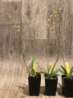 In Spike Zelenkoa onusta (2” Pot) - Image 6