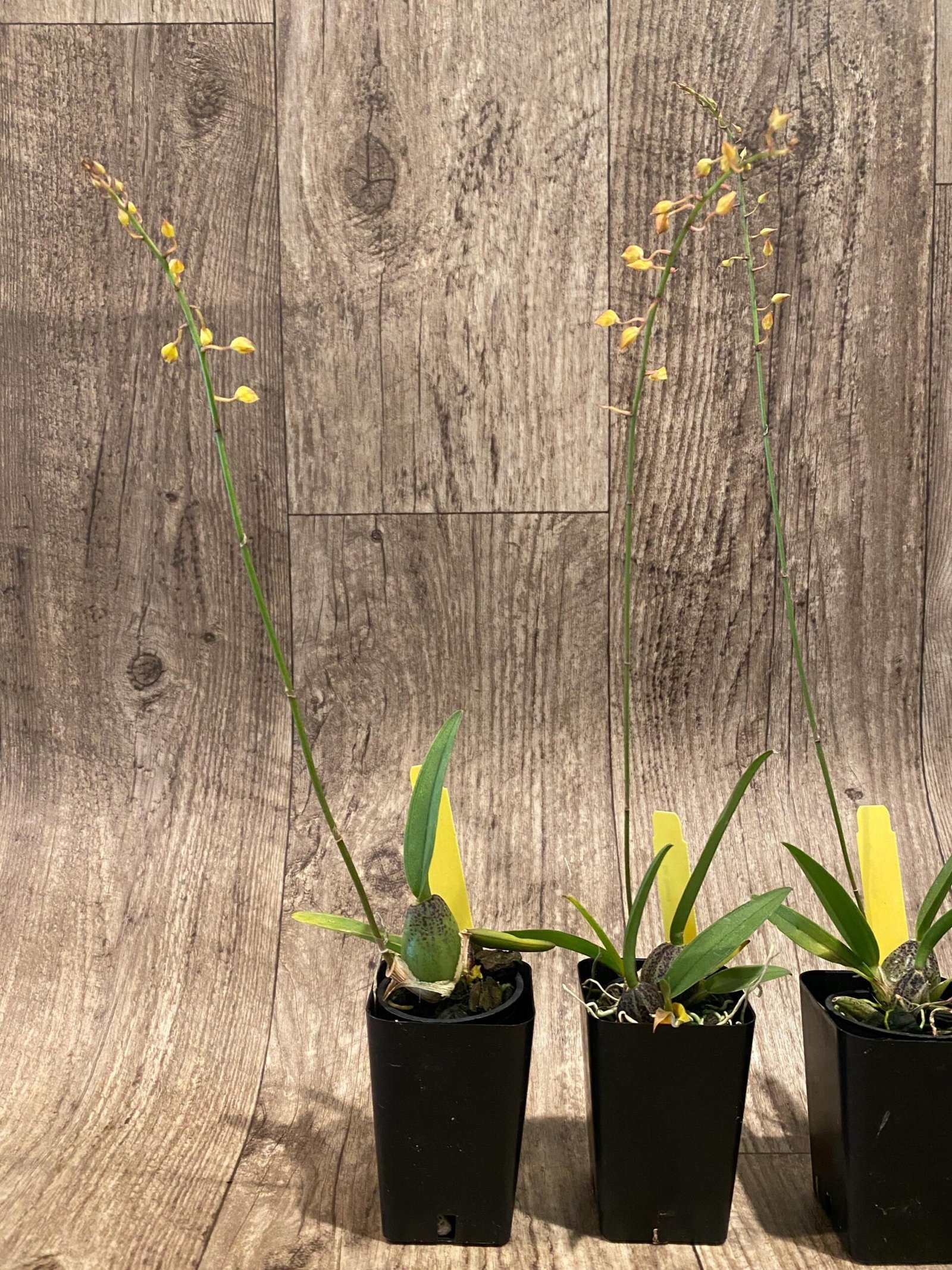 il_fullxfull.7300423352_3jw4.jpg In Spike Zelenkoa onusta (2” Pot) - Image 6