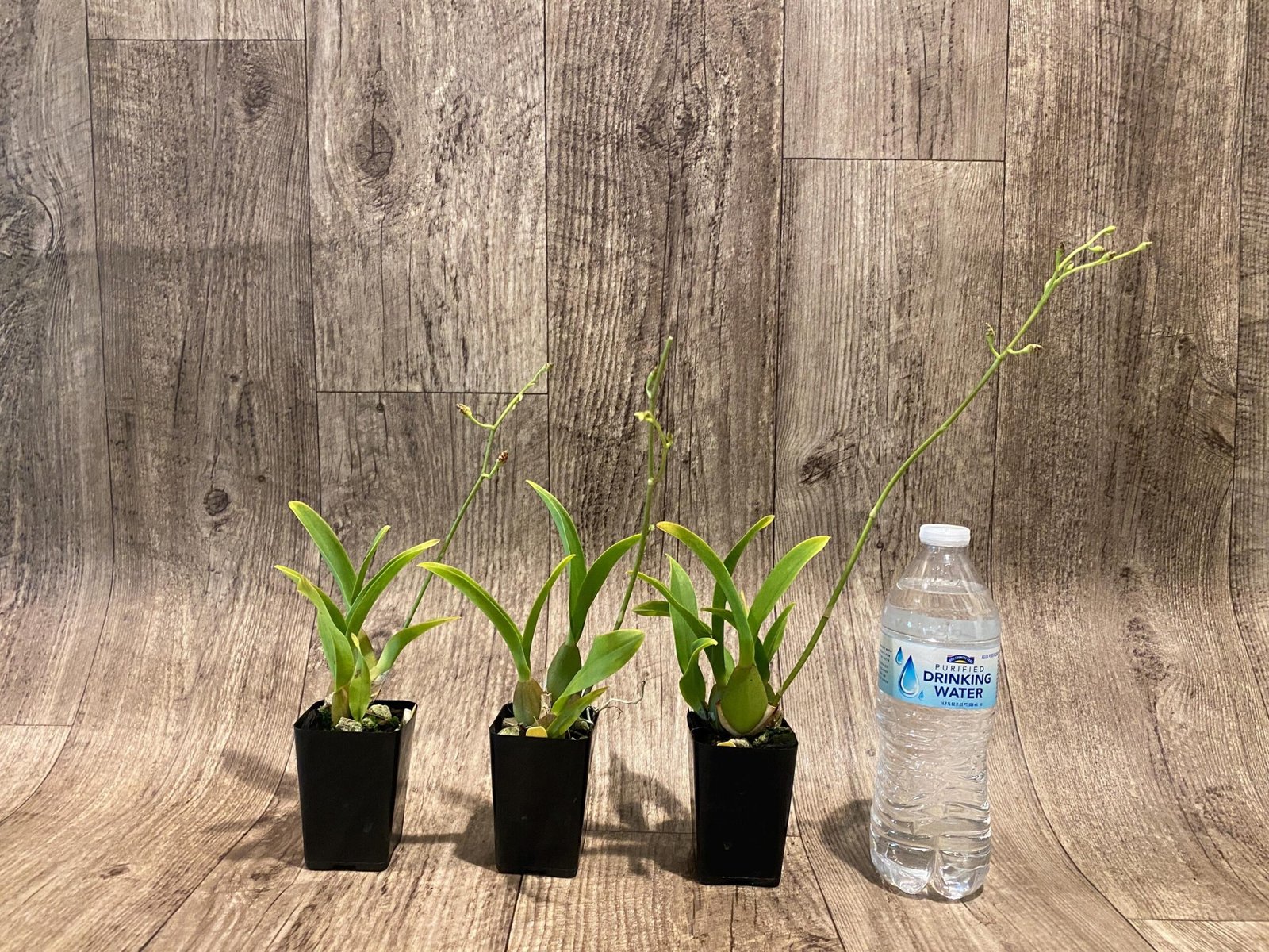 il_fullxfull.7300446976_r71p.jpg In Spike Oncidium Sweet Ears 'Big Shot (2” Pot) - Image 2