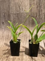 In Spike Oncidium Sweet Ears 'Big Shot (2” Pot) - Image 4
