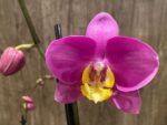 Double Spikes Phalaenopsis OX Yellow Lip (4.5” Pot) - Image 3