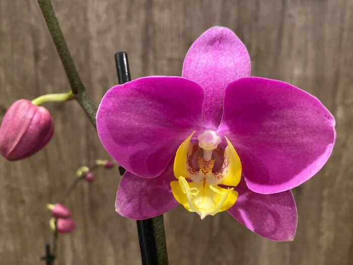 Double Spikes Phalaenopsis OX Yellow Lip (4.5” Pot) - Image 3