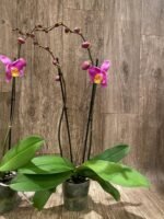 Double Spikes Phalaenopsis OX Yellow Lip (4.5” Pot) - Image 7