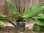 Double Spikes Phalaenopsis OX Yellow Lip (4.5” Pot) - Image 8