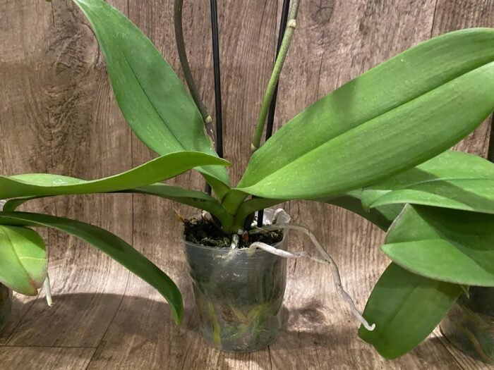 Double Spikes Phalaenopsis OX Yellow Lip (4.5” Pot) - Image 8