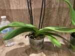 Double Spikes Phalaenopsis OX Yellow Lip (4.5” Pot) - Image 9