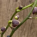 Double Spikes Phalaenopsis NOID Very Dark Buds (4.5" pot)