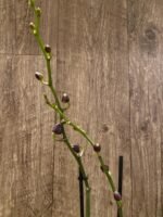 Double Spikes Phalaenopsis NOID Very Dark Buds (4.5" pot) - Image 2