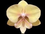 Double Spikes Phalaenopsis Alice Big Lip (4.5" pot)