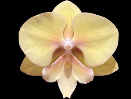 Double Spikes Phalaenopsis Alice Big Lip (4.5" pot)