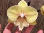 Double Spikes Phalaenopsis Alice Big Lip (4.5" pot) - Image 3