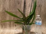 Double Spikes Phalaenopsis Alice Big Lip (4.5" pot) - Image 8