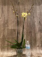 Double Spikes Phalaenopsis Alice Big Lip (4.5" pot) - Image 7