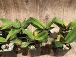 Paphiopedilum Black Diamond (2" pot) - Image 3