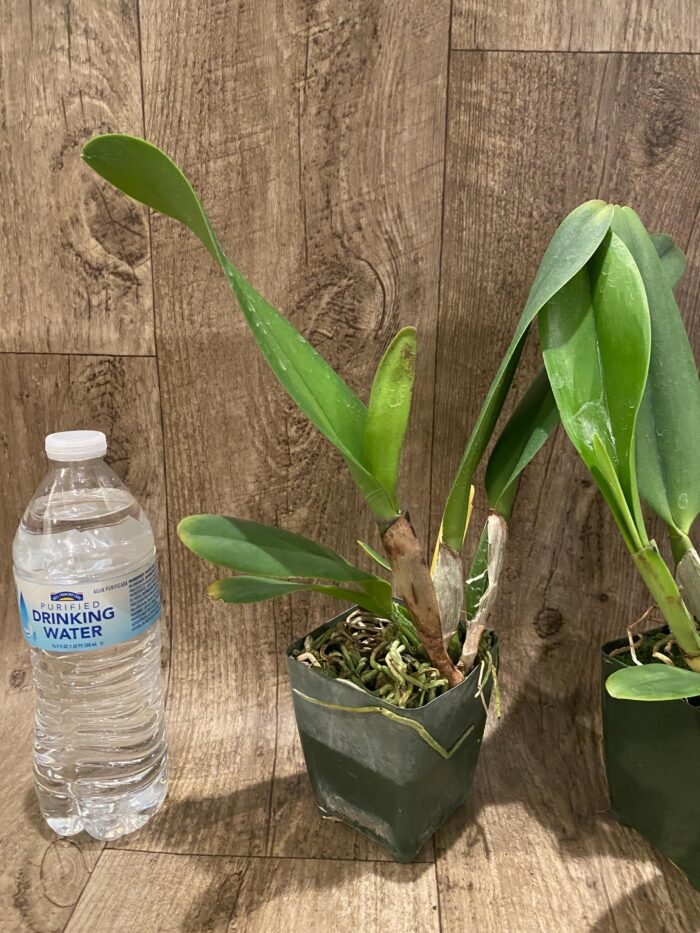 In Sheath Blc. Mahina Yahiro 'Julie' (3.5 pot) - Image 4
