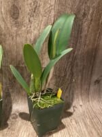 In Sheath Blc. Mahina Yahiro 'Julie' (3.5 pot) - Image 6