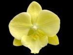 Phalaenopsis Fangmei Golden Topaz