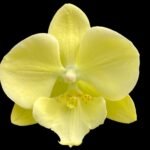 Phalaenopsis Fangmei Golden Topaz