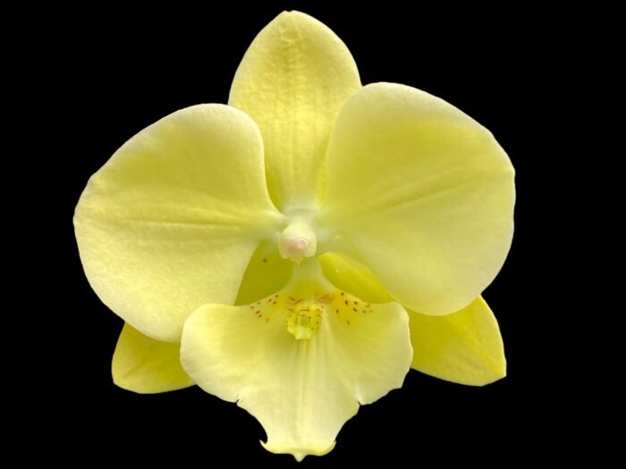 Phalaenopsis Fangmei Golden Topaz