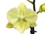 Double Spikes Phalaenopsis Fangmei Golden Topaz (4.5" pot) - Image 2