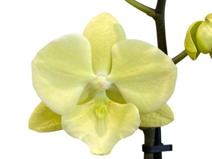 Double Spikes Phalaenopsis Fangmei Golden Topaz (4.5" pot) - Image 2