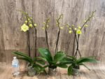 Double Spikes Phalaenopsis Fangmei Golden Topaz (4.5" pot) - Image 5
