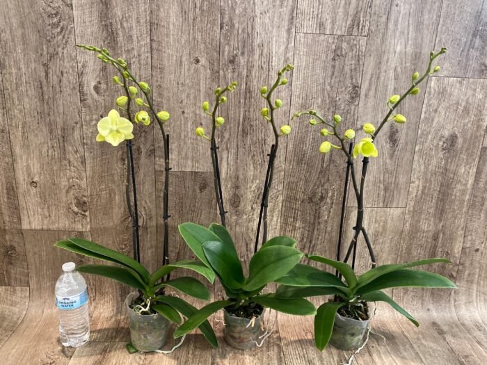 Double Spikes Phalaenopsis Fangmei Golden Topaz (4.5" pot) - Image 5