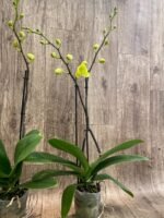 Double Spikes Phalaenopsis Fangmei Golden Topaz (4.5" pot) - Image 9