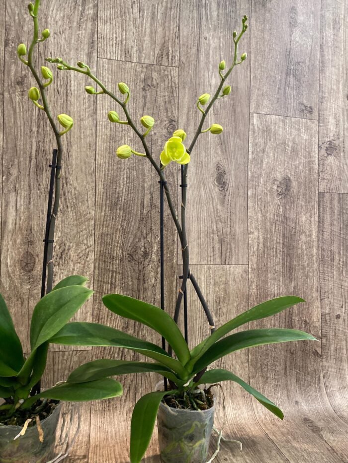 Double Spikes Phalaenopsis Fangmei Golden Topaz (4.5" pot) - Image 9