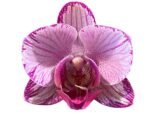 Double Spikes Phalaenopsis I-Hsin Charming Cherry ‘Splash’ (3.5” Pot) - Image 2