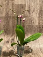 Double Spikes Phalaenopsis I-Hsin Charming Cherry ‘Splash’ (3.5” Pot) - Image 6