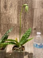 In Spike Paphiopedilum Paph. Hualalai 'Dark Stripes' × Paph. Hilo Super Duper 'Green Gold' (3.5” pot) - Image 3