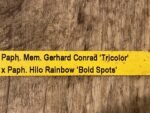 In Spike Paph. Mem. Gerhard Conrad 'Tricolor' x Paph. Hilo Rainbow 'Bold Spots' (3.5” pot) - Image 7