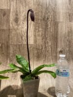 In Spike Paph. Mem. Gerhard Conrad 'Tricolor' x Paph. Hilo Rainbow 'Bold Spots' (3.5” pot) - Image 5