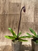 In Spike Paph. Mem. Gerhard Conrad 'Tricolor' x Paph. Hilo Rainbow 'Bold Spots' (3.5” pot) - Image 6