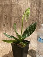 In Spike - Paph. Hilo Sweet Bean 'Olive' x Paph. Hualalai 'Dark.Stripes' (3.5” pot) - Image 2