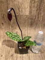 In Spike Paph. Mem. Serafin Ferez '2020' × Paph. Shang-Shiu Heart 'Gala' (3.5” pot) - Image 3