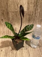 In Spike Paph. Cabernet Magic 'Valentine' × Paph. Dorothy's Slipper 'The Best' (3.5” pot) - Image 3