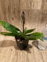 In Spike Paph. Hilo Magic Ruby 'Cupping' x Paph. Mem. Serafin Perez 'Christmas' (3.5” pot) - Image 2