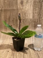 In Spike Paph. Hilo Magic Ruby 'Cupping' x Paph. Mem. Serafin Perez 'Christmas' (3.5” pot) - Image 4