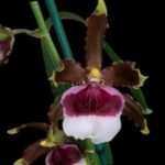 In Spike Oncidium Witch's Jewel 'Ivory Lips' (3.5” Pot) - Image 2